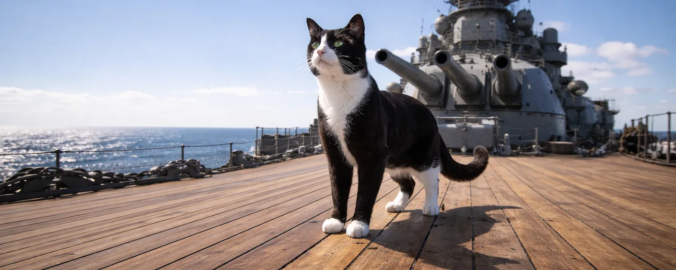 Unsinkable Sam: The Legend of a Cat Who Survived 3 Ships